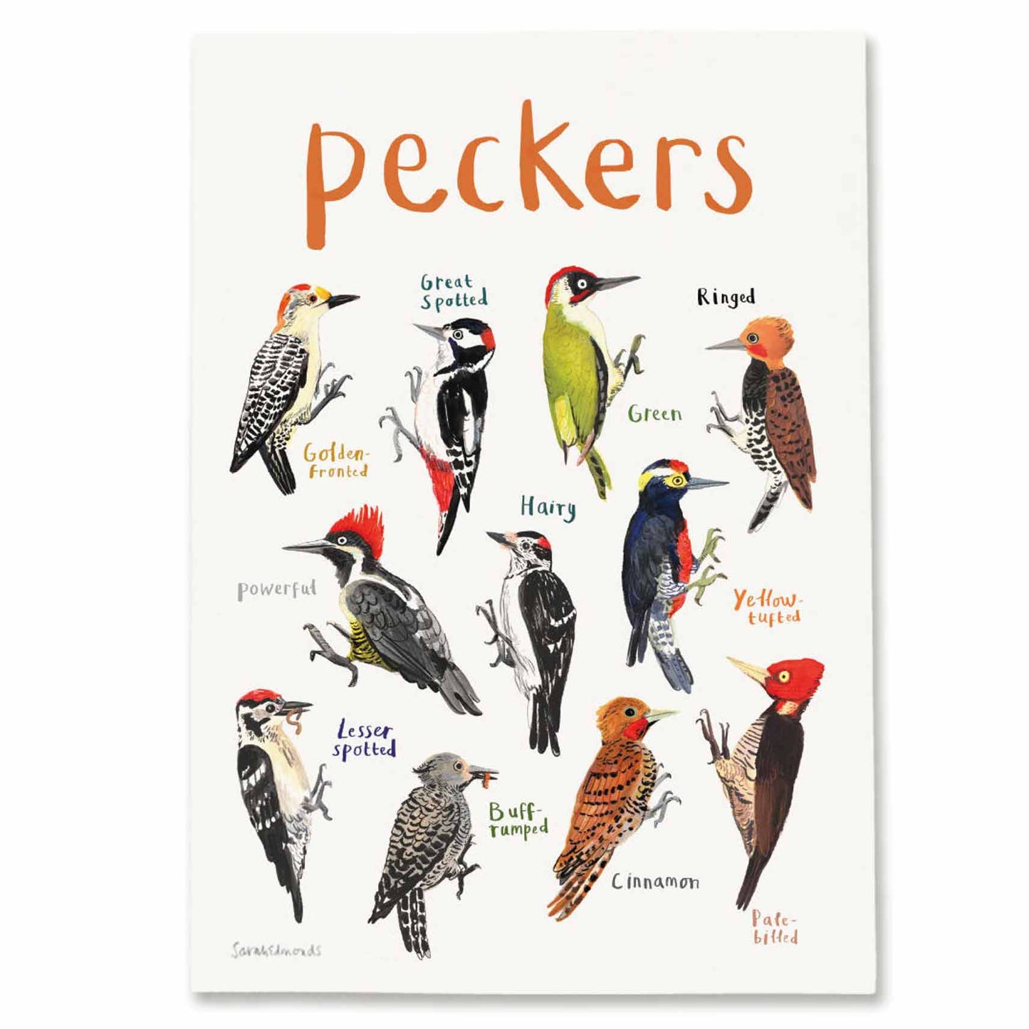 Poster / Print - Fun Puns - Birds - Peckers