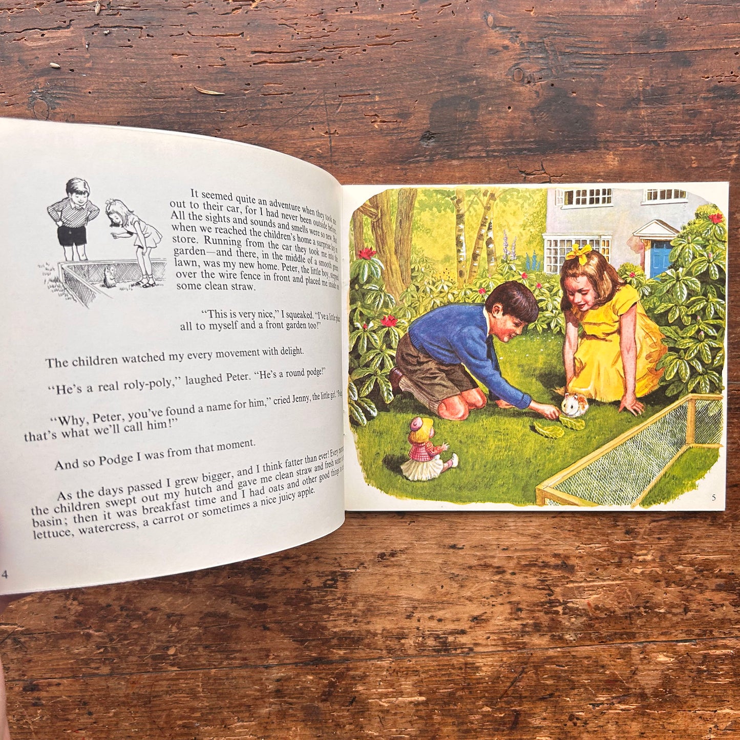 Guinea-Pig Podge - Racey Helps - Vintage 1971 (Preloved)