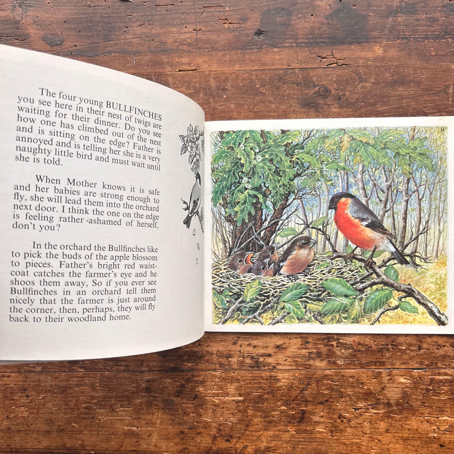 Let's Meet Some Baby Birds - Ella Bruce - Vintage 1969 (Preloved)