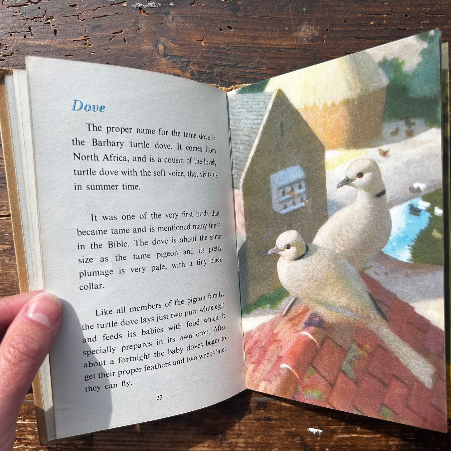 The Ladybird Book of Pets - George Cansdale - 1957 1st Edition (Preloved)
