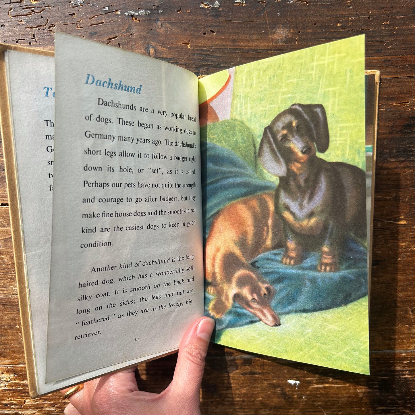 The Ladybird Book of Pets - George Cansdale - 1957 1st Edition (Preloved)