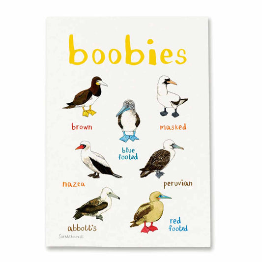 Poster / Print - Fun Puns - Birds - Boobies