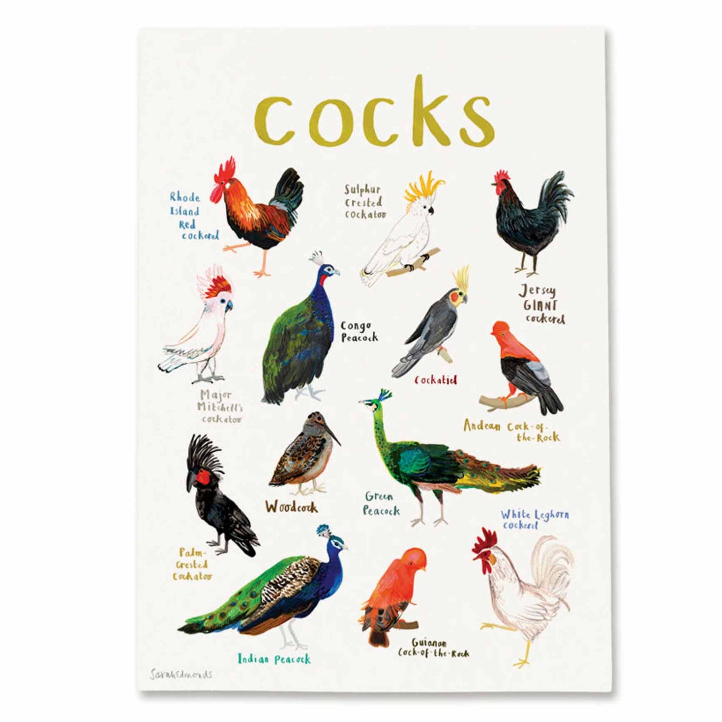 Poster / Print - Fun Puns - Birds - Cocks